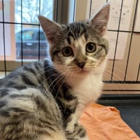 MACHIATO, chatte à adopter