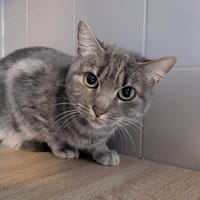MYSTIE, chatte à adopter