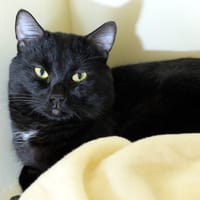 ZAP PAB28318, chat à adopter