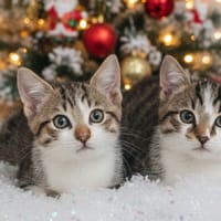 VOLCAN CHA, chat à adopter