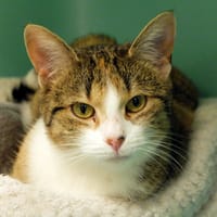 raclette pab28327, chatte à adopter