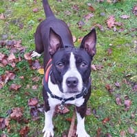 ALY OAA19899, chien à adopter