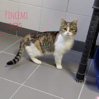 PINCEMI, chatte à adopter