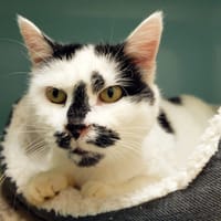 EPICEA PAB28296, chatte à adopter