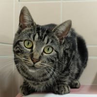 PIVET PAB28276, chatte à adopter