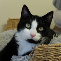 ALIBI PAB28204, chat à adopter