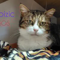 SOIZIC, chatte à adopter