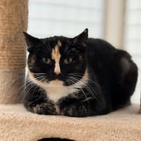 Selma CAB4836, chatte à adopter