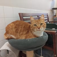 TOUPOU  PAB28278, chat à adopter