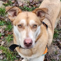 PRETTY, chienne à adopter