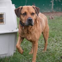 Bobby, chien à adopter