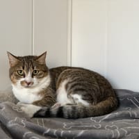 Ellie, chatte à adopter