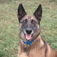 Mirka, chienne à adopter