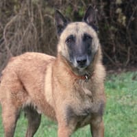 Soham, chien à adopter