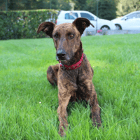 Tokio, chienne à adopter