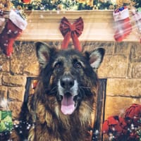 NINJA, chien à adopter