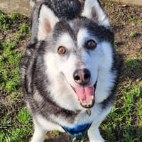 ARIA, chienne à adopter