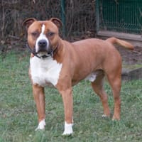 Drago, chien à adopter