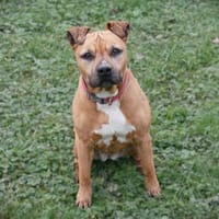 Jody, chienne à adopter