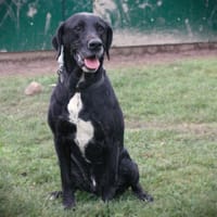 Narco, chien à adopter