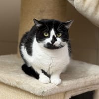 Guizma Cab3512, chatte à adopter