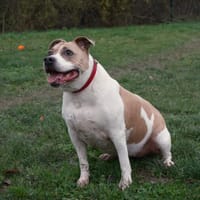 Maria, chienne à adopter