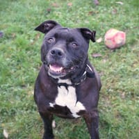 Narco, chien à adopter