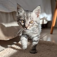 PAPAYOU, chat à adopter