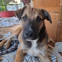 SANJEE, chiot Berger Créole mâle, chien à adopter