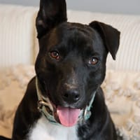 TILOUP Croisé Labrador, chien à adopter