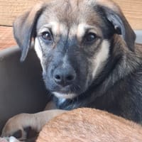 NAMY, chiot Berger Créole femelle, chienne à adopter