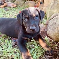 NEVIS, chiot Berger Créole mâle, chien à adopter