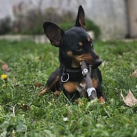 LUNA, chienne à adopter