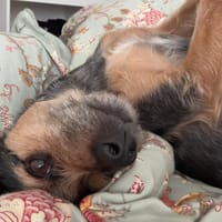 STELLA, chienne à adopter