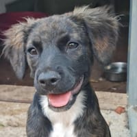 AWEN, chienne à adopter