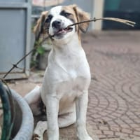 TINA, chienne à adopter