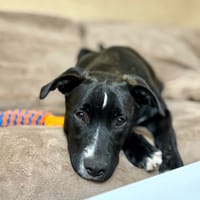 🐾 À L’ADOPTION : Aika 🌺, chienne à adopter