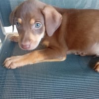 🐾 À L’ADOPTION – ATLAS, petit soleil à la robe champagne 🐾, chien à adopter