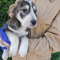 ANNIE, chienne à adopter