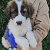 EREN, chien à adopter