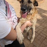 NALA, chienne à adopter