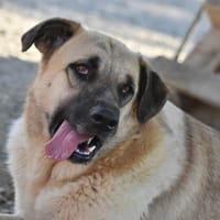 L'AMOUR, chienne à adopter