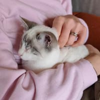 Lilou, chatte à adopter