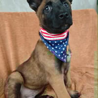 Jackson, chien à adopter