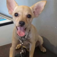 Choupy, chienne à adopter