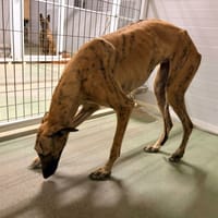 STEFFANNY, chienne à adopter