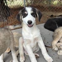 woo, chien à adopter