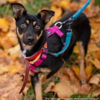 Figa, suczka do adopcji