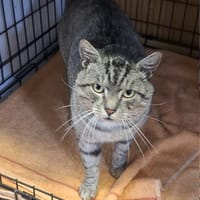 Kocurro, kot do adopcji