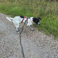 Balu, ich bin ein -Notfellchen-, Hund zur Adoption